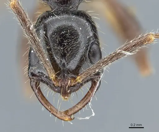 Leptogenys pubiceps specimen CASENT0903969 image casent0903969_2