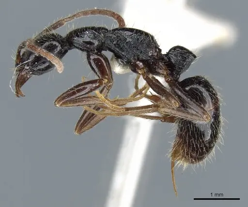 Leptogenys pubiceps specimen CASENT0903969 image casent0903969_3
