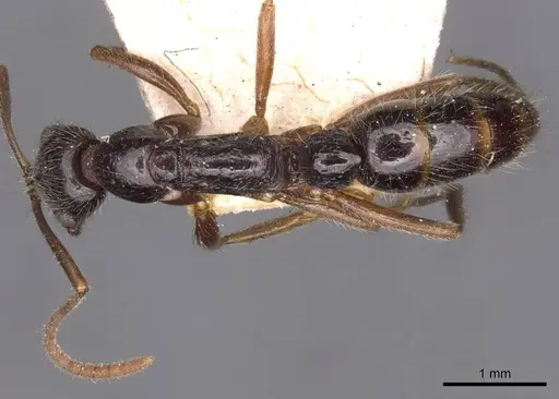 Leptogenys pubiceps specimen CASENT0907347 image casent0907347_1