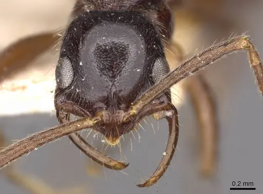 Leptogenys pubiceps specimen CASENT0907347 image casent0907347_2
