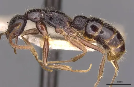Leptogenys pubiceps specimen CASENT0907347 image casent0907347_3