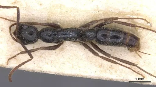 Leptogenys pubiceps specimen CASENT0915237 image casent0915237_1