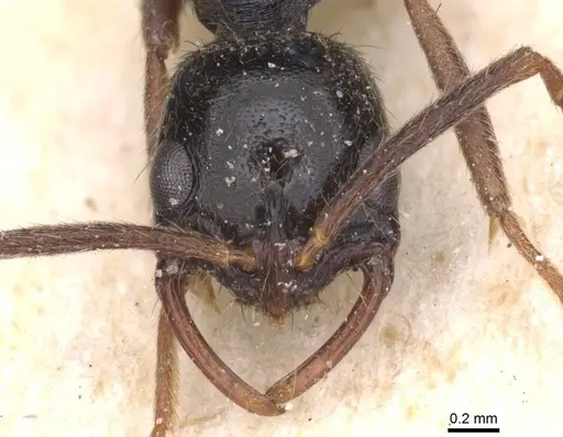 Leptogenys pubiceps specimen CASENT0915237 image casent0915237_2