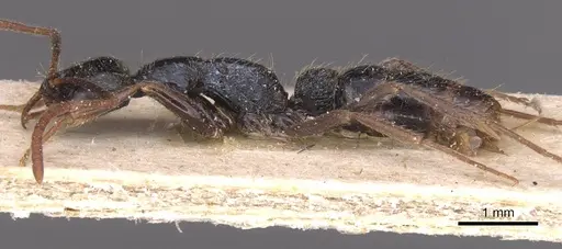 Leptogenys pubiceps specimen CASENT0915237 image casent0915237_3