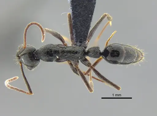 Leptogenys pubiceps specimen CBUMAGENT41675 image cbumagent41675_1