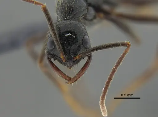 Leptogenys pubiceps specimen CBUMAGENT41675 image cbumagent41675_2