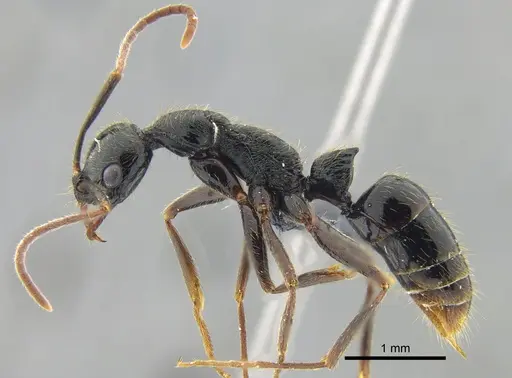 Leptogenys pubiceps specimen CBUMAGENT41675 image cbumagent41675_3