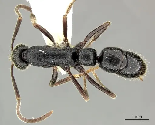 Leptogenys punctata specimen CASENT0270568 image casent0270568_1