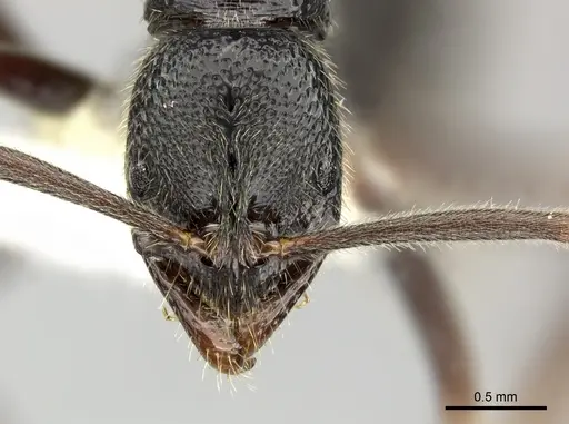 Leptogenys punctata specimen CASENT0270568 image casent0270568_2