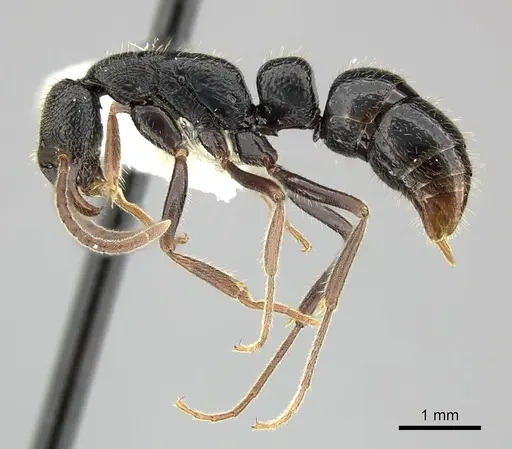 Leptogenys punctata specimen CASENT0270568 image casent0270568_3