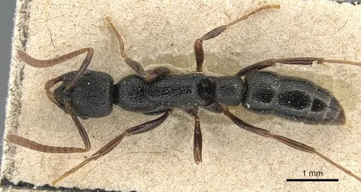 Leptogenys punctata specimen CASENT0903948 image casent0903948_1