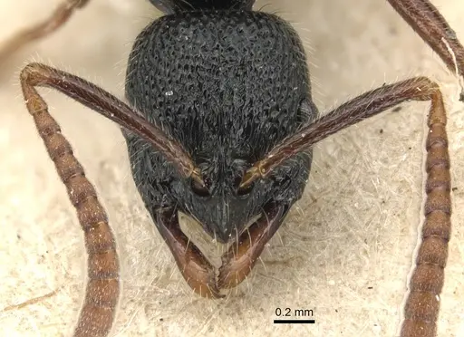 Leptogenys punctata specimen CASENT0903948 image casent0903948_2