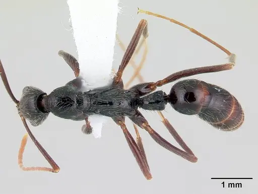 Leptogenys punctaticeps specimen CASENT0178815 image casent0178815_1
