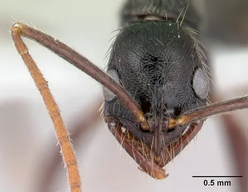 Leptogenys punctaticeps specimen CASENT0178815 image casent0178815_2