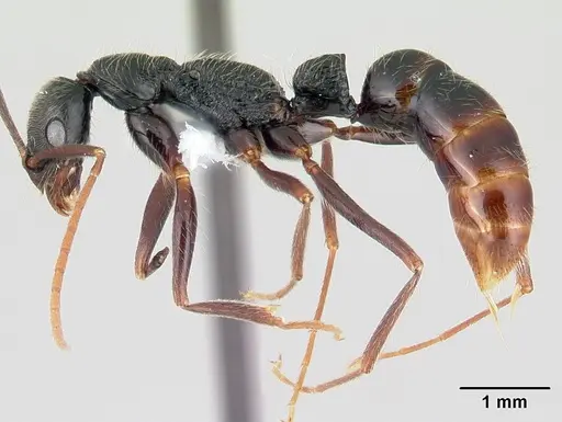 Leptogenys punctaticeps specimen CASENT0178815 image casent0178815_3