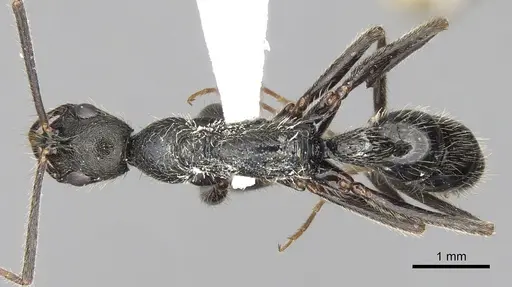 Leptogenys punctaticeps specimen CASENT0281934 image casent0281934_1