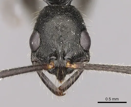 Leptogenys punctaticeps specimen CASENT0281934 image casent0281934_2