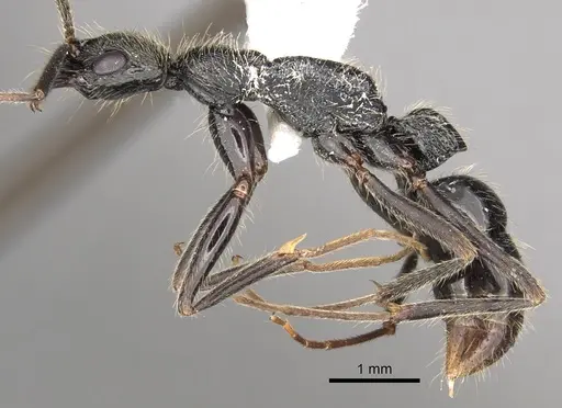 Leptogenys punctaticeps specimen CASENT0281934 image casent0281934_3