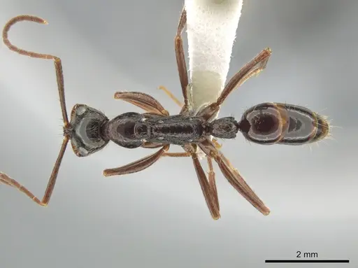 Leptogenys punctaticeps specimen CASENT0635724 image casent0635724_1