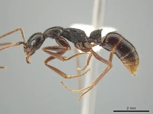 Leptogenys punctaticeps specimen CASENT0635724 image casent0635724_3