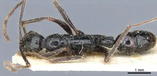 Leptogenys punctaticeps specimen CASENT0903970 image casent0903970_1