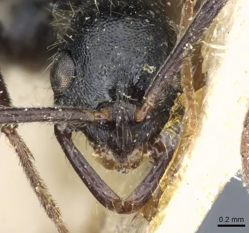 Leptogenys punctaticeps specimen CASENT0903970 image casent0903970_2