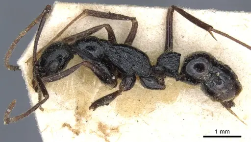Leptogenys punctaticeps specimen CASENT0903970 image casent0903970_3