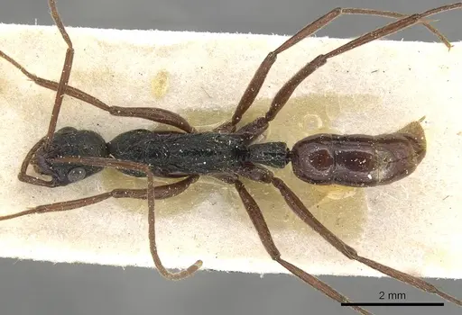 Leptogenys punctaticeps specimen CASENT0915213 image casent0915213_1