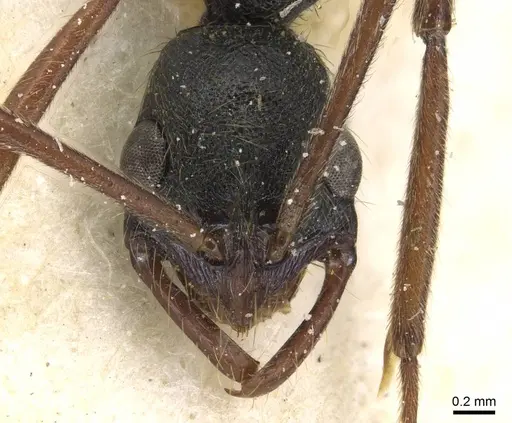 Leptogenys punctaticeps specimen CASENT0915213 image casent0915213_2