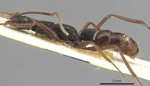 Leptogenys punctaticeps specimen CASENT0915213 image casent0915213_3