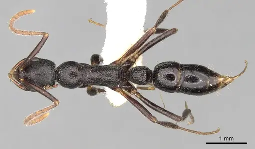 Leptogenys punctiventris specimen CASENT0281939 image casent0281939_1