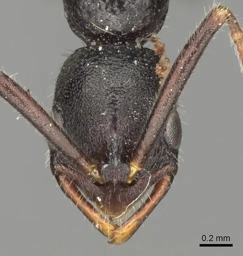Leptogenys punctiventris specimen CASENT0281939 image casent0281939_2