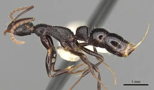 Leptogenys punctiventris specimen CASENT0281939 image casent0281939_3