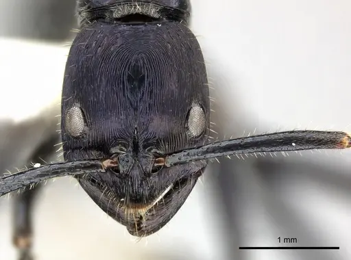 Leptogenys purpurea specimen CASENT0270569 image casent0270569_2