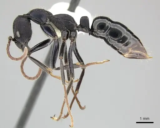 Leptogenys purpurea specimen CASENT0270569 image casent0270569_3