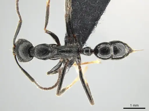Leptogenys purpurea specimen CASENT0650194 image casent0650194_1