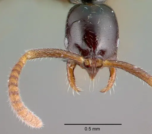 Leptogenys pusilla specimen CASENT0039784 image casent0039784_2