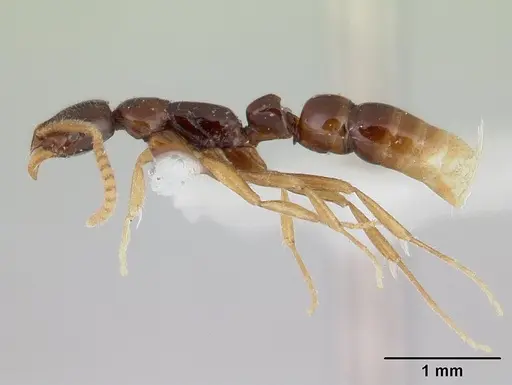 Leptogenys pusilla specimen CASENT0178820 image casent0178820_3
