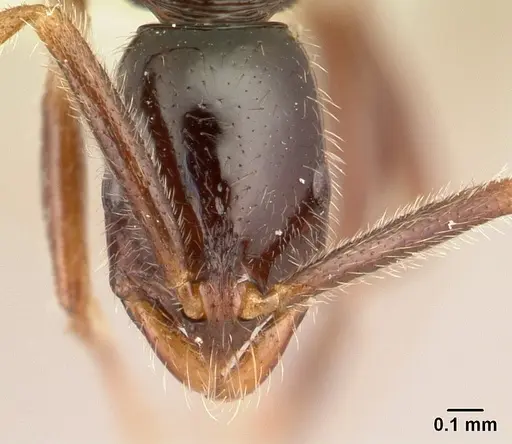 Leptogenys quadrata specimen CASENT0178795 image casent0178795_2