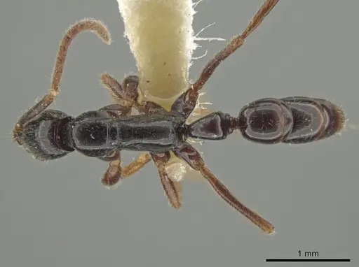Leptogenys quadrata specimen INBIOCRI001279747 image inbiocri001279747_1