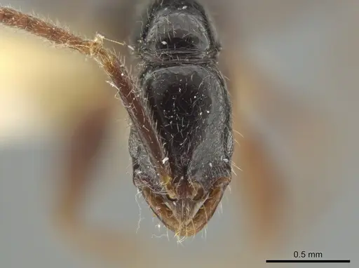 Leptogenys quadrata specimen INBIOCRI001279747 image inbiocri001279747_2