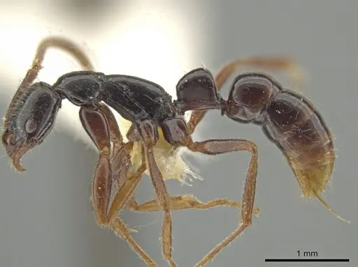 Leptogenys quadrata specimen INBIOCRI001279747 image inbiocri001279747_3