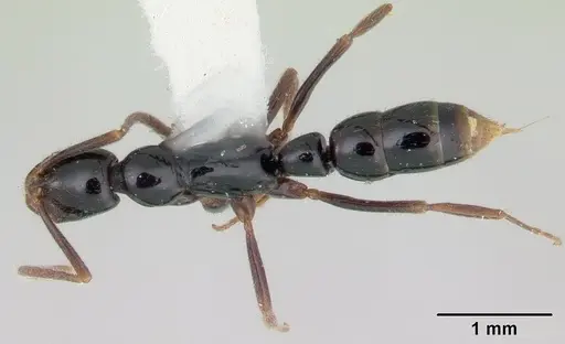 Leptogenys quiriguana specimen CASENT0178823 image casent0178823_1