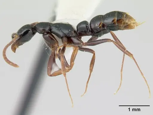 Leptogenys quiriguana specimen CASENT0178823 image casent0178823_3