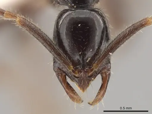 Leptogenys quiriguana specimen CASENT0615957 image casent0615957_1