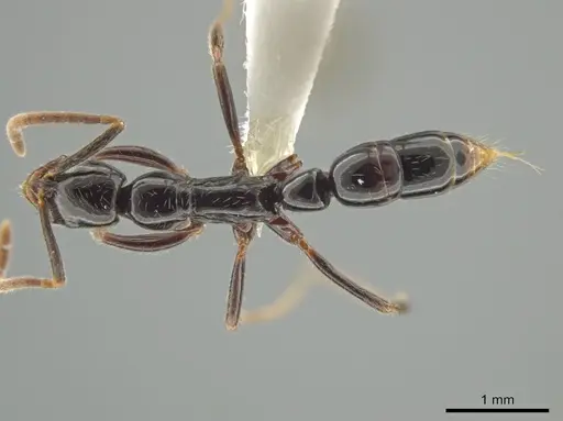 Leptogenys quiriguana specimen CASENT0618762 image casent0618762_1