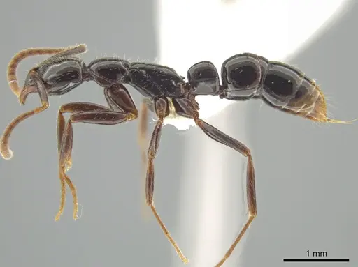 Leptogenys quiriguana specimen CASENT0618762 image casent0618762_3