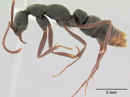 Leptogenys quirozi specimen CASENT0178812 image casent0178812_3