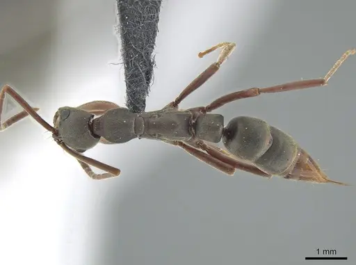 Leptogenys quirozi specimen DZUP549118 image dzup549118_1