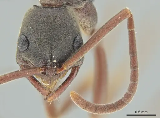 Leptogenys quirozi specimen DZUP549118 image dzup549118_2